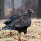 Another turkey vulture, also in New Jersey. I love them!!!